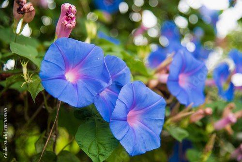 Image of a Blue flower of Morning Glory (Ipomoea)  in the garden photo