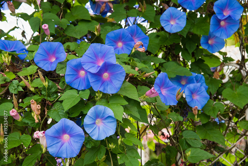 Image of a Blue flower of Morning Glory (Ipomoea)  in the garden photo