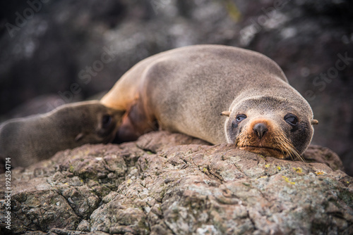 A mother seal and her pup laying on a rock in New Zealand. 