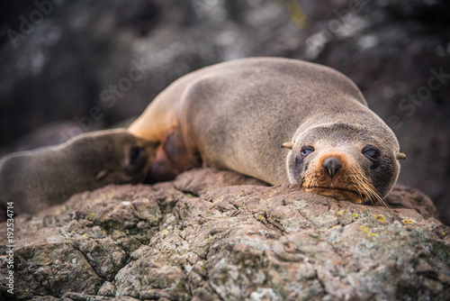 Photography A mother seal and her pup laying on a rock in New Zealand.