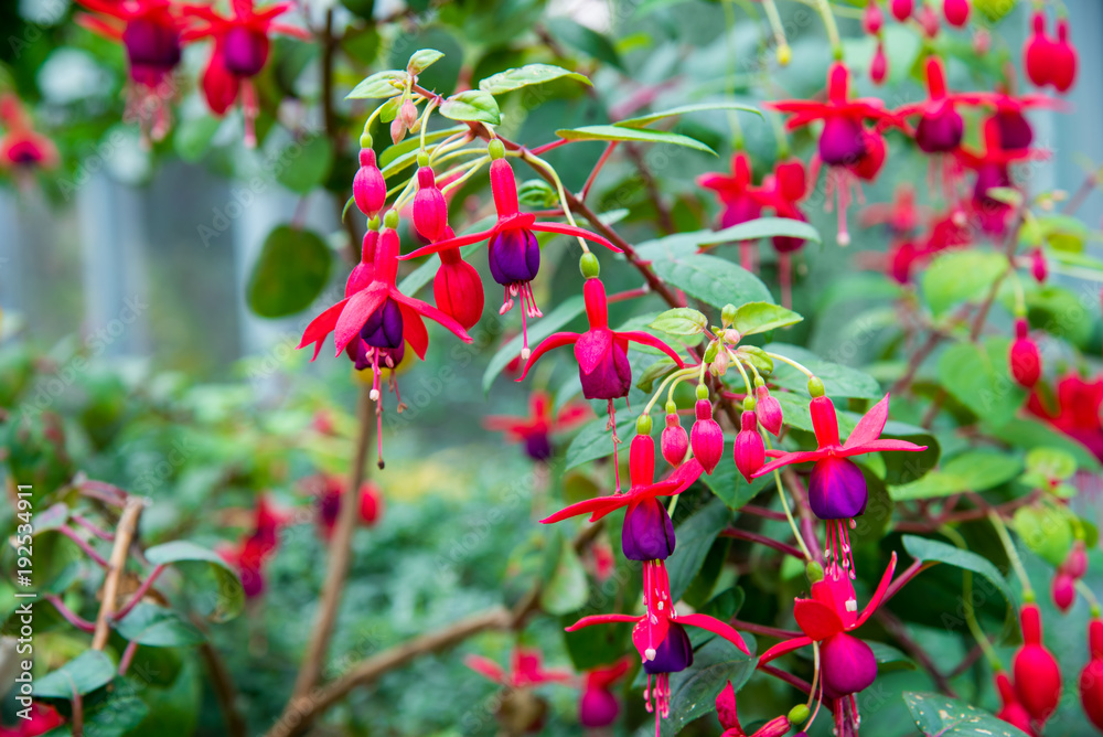 image of a Beautiful pink Fuchsia magellanica flowers on green tree background ,Hummingbird Fuchsia image of a Beautiful pink Fuchsia magellanica flowers on green tree background ,Hummingbird Fuchsia
