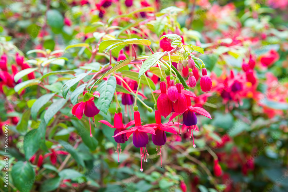 image of a Beautiful pink  Fuchsia magellanica flowers on green tree background ,Hummingbird Fuchsia