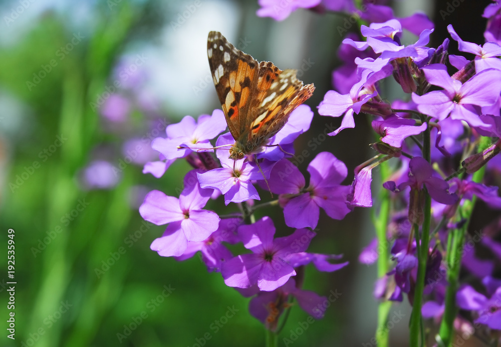 Obraz premium The painted lady butterfly (Vanessa cardui) on Purple flowers of Hesperis
