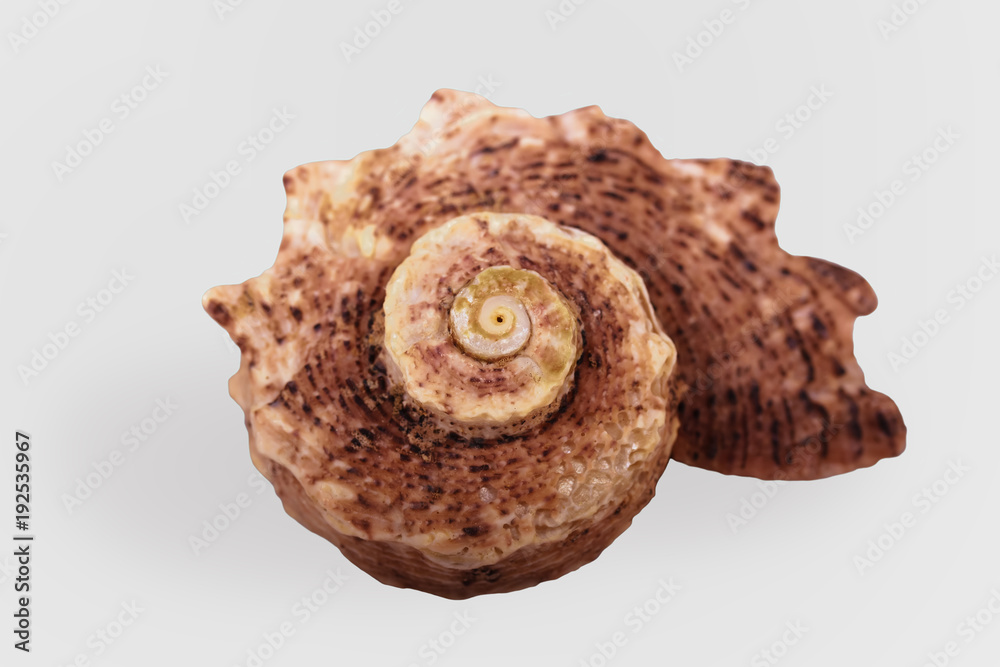 Beautiful spiral seashell with a textured surface of burgundy-brown color. Seashell Beautiful spiral seashell with a textured surface of burgundy-brown color. Seashell