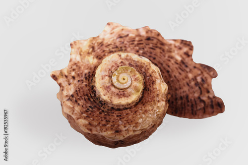 Beautiful spiral seashell with a textured surface of burgundy-brown color. Seashell 