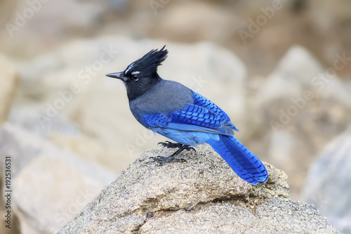 Colorado Steller's Jay