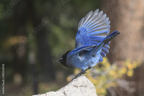 Steller's Jay Preparing for Take Off