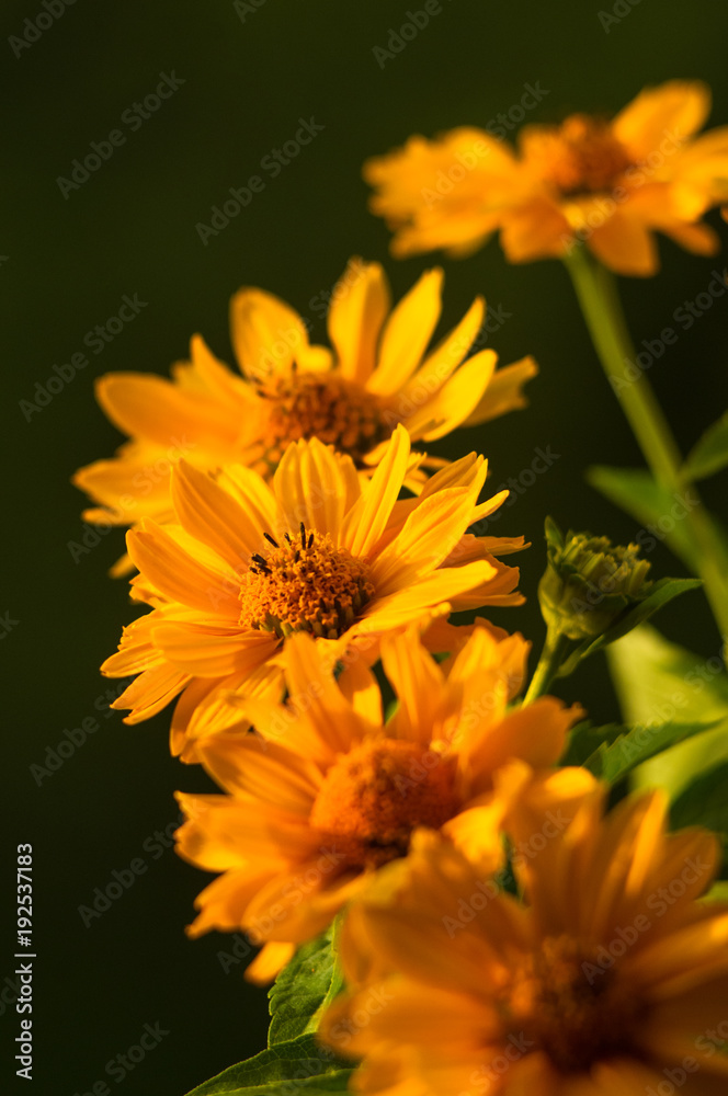 bouquet of bright yellow flowers Heliopsis helianthoides bouquet of bright yellow flowers Heliopsis helianthoides