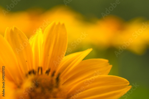 bouquet of bright yellow flowers Heliopsis helianthoides