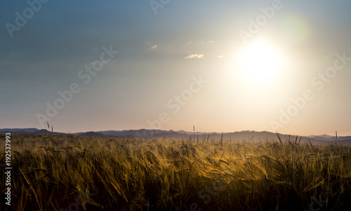 panorama field of wheat sunlight 