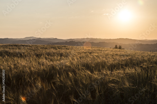 field of wheat sunlight