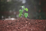 A young green plant with water on it growing out of brown soil. Selective focus.