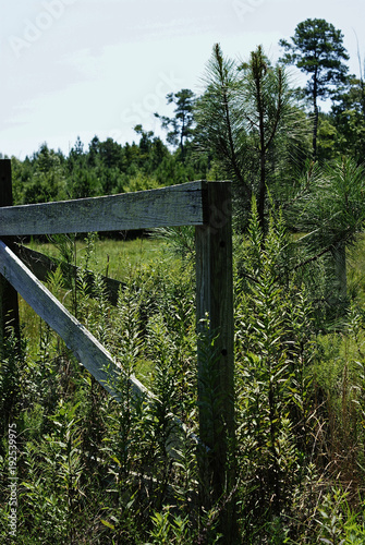 Abandoned Gate in a meadow full of flowers and trees