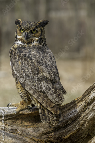 Great horned owl