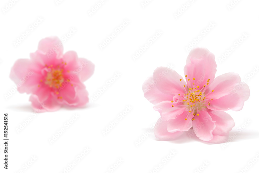 桃の花 白背景