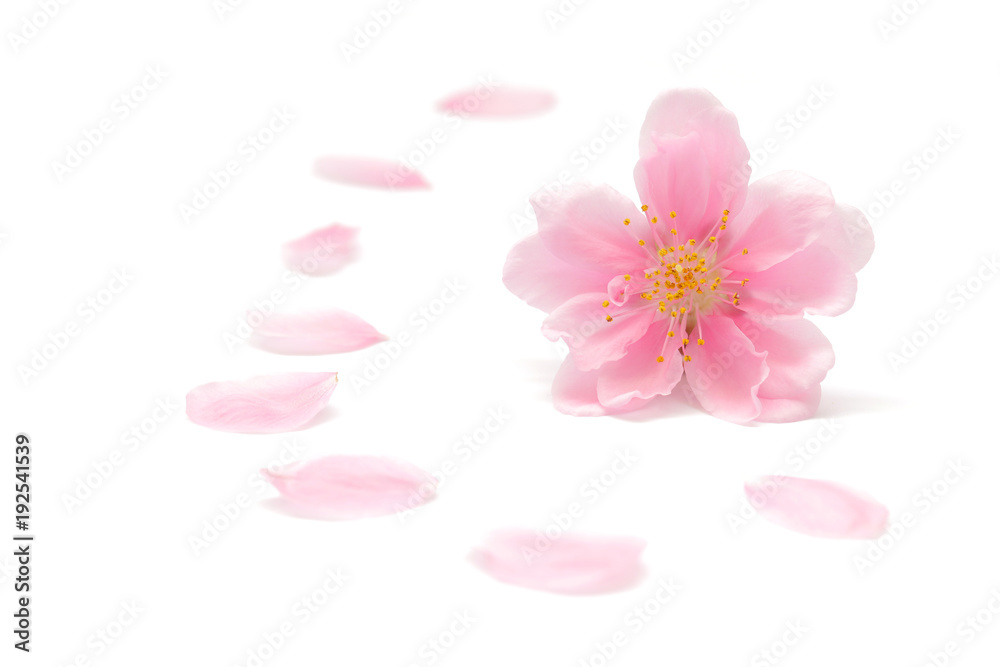 桃の花 白背景 桃の花 白背景