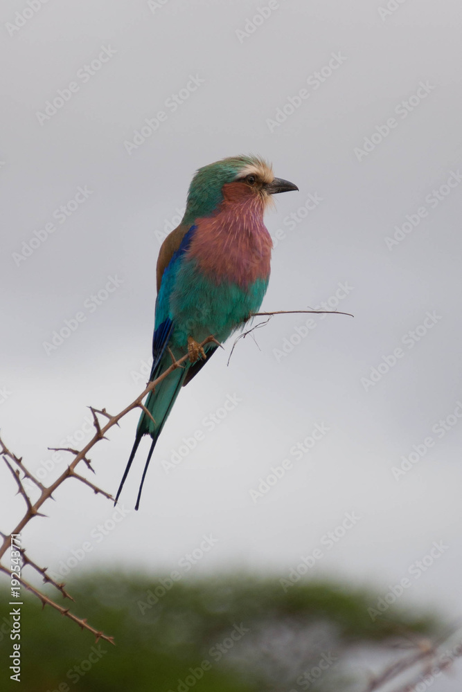 Obraz premium African Bird