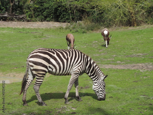 Zebra in safari