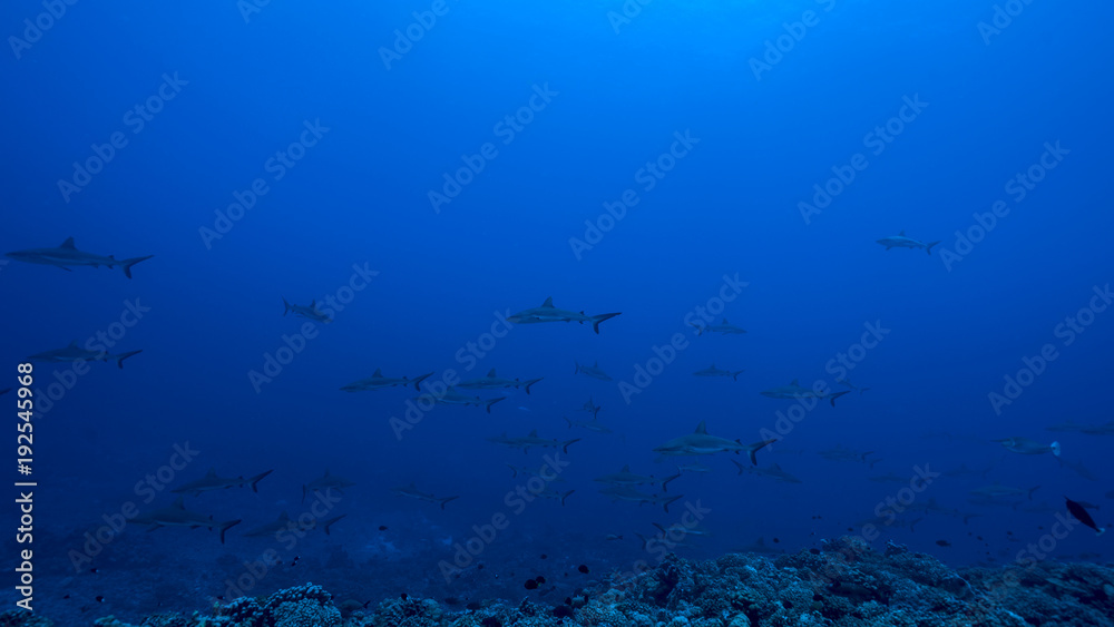 Fakarava Atoll in Tuamotu Archipelago and its ocean passes are famous of very large schools of sharks Fakarava Atoll in Tuamotu Archipelago and its ocean passes are famous of very large schools of sharks