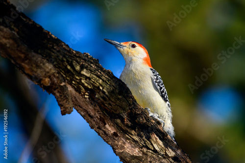 Red-Bellied Woodpecker - Melanerpes carolinus - perched on a branch. A soft, blue and green bokeh background.