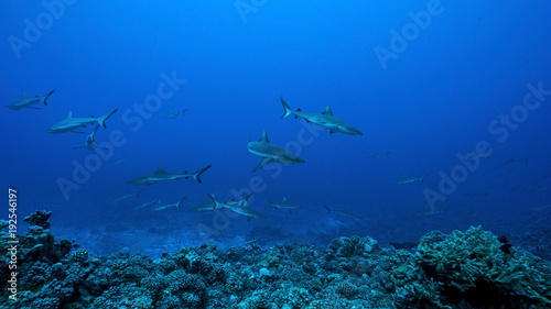 Fakarava Atoll in Tuamotu Archipelago and its ocean passes are famous of very large schools of sharks