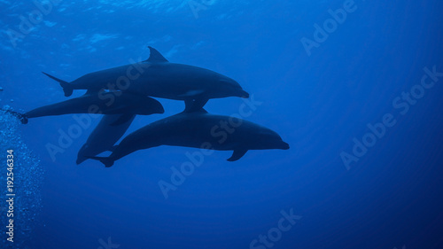 Nature's miracles, a tiny Melon-headed whale baby has been adopted by pack of Common Bottle-nose Dolphins, witnesses in Tiputa Pass, Rangiroa. © Janos