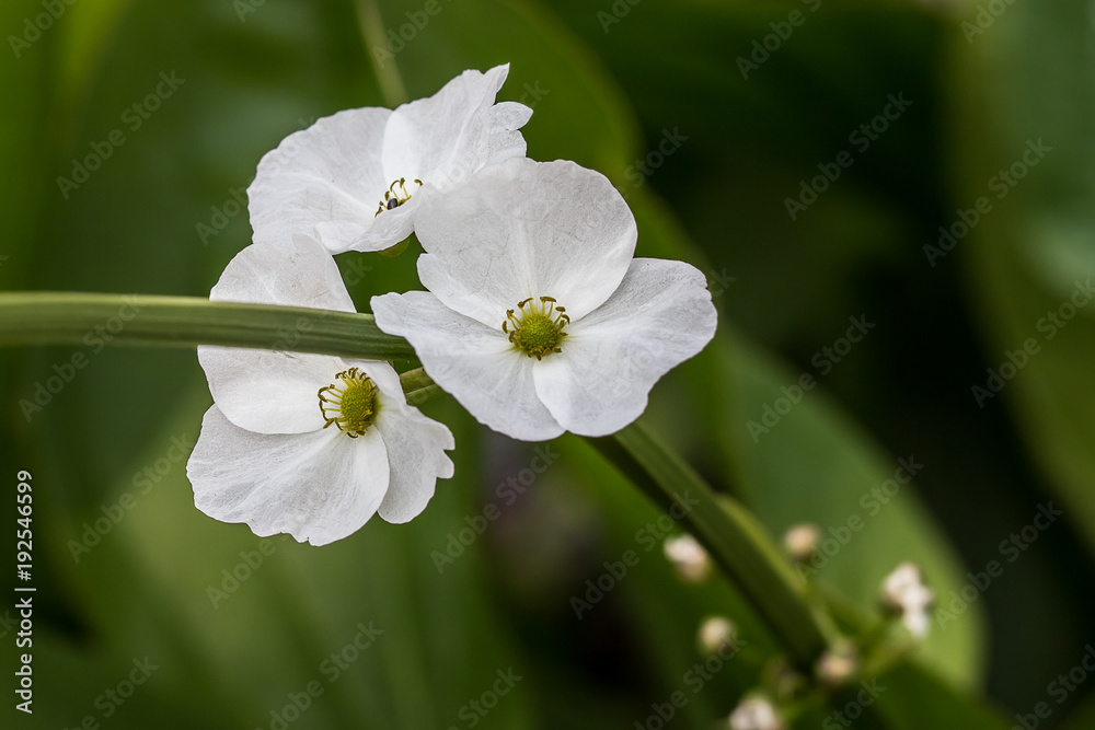 white flower on green white flower on green