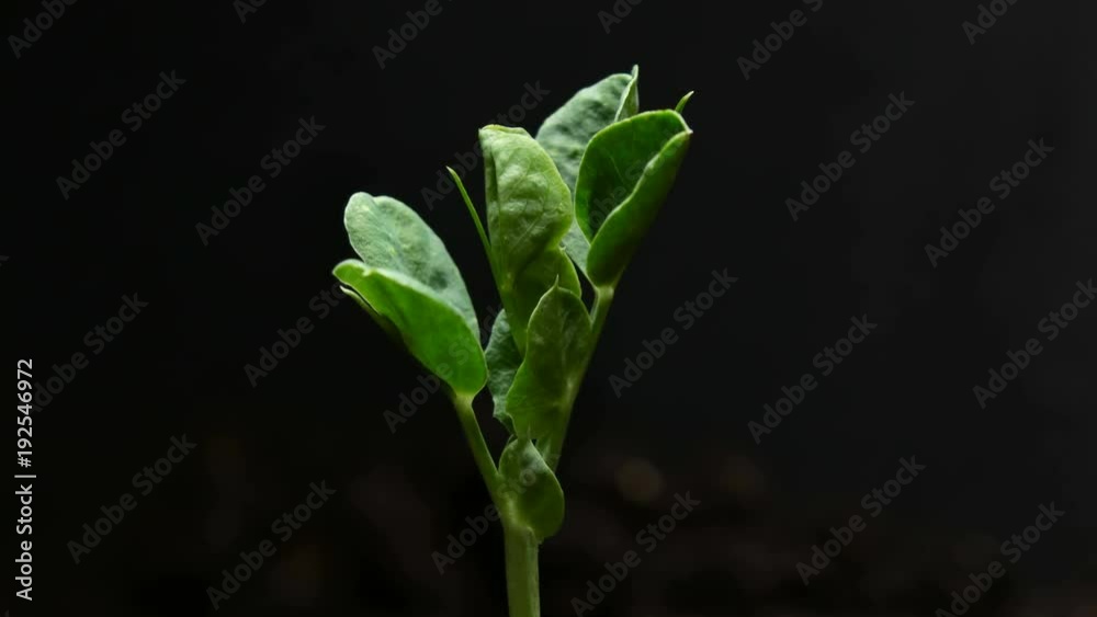 Germinating Pea Bean Seed Growing in Ground Agriculture Spring Summer Timelapse Germinating Pea Bean Seed Growing in Ground Agriculture Spring Summer Timelapse