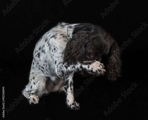 Beautiful female spaniel amuses his nose with a paw on black background photo