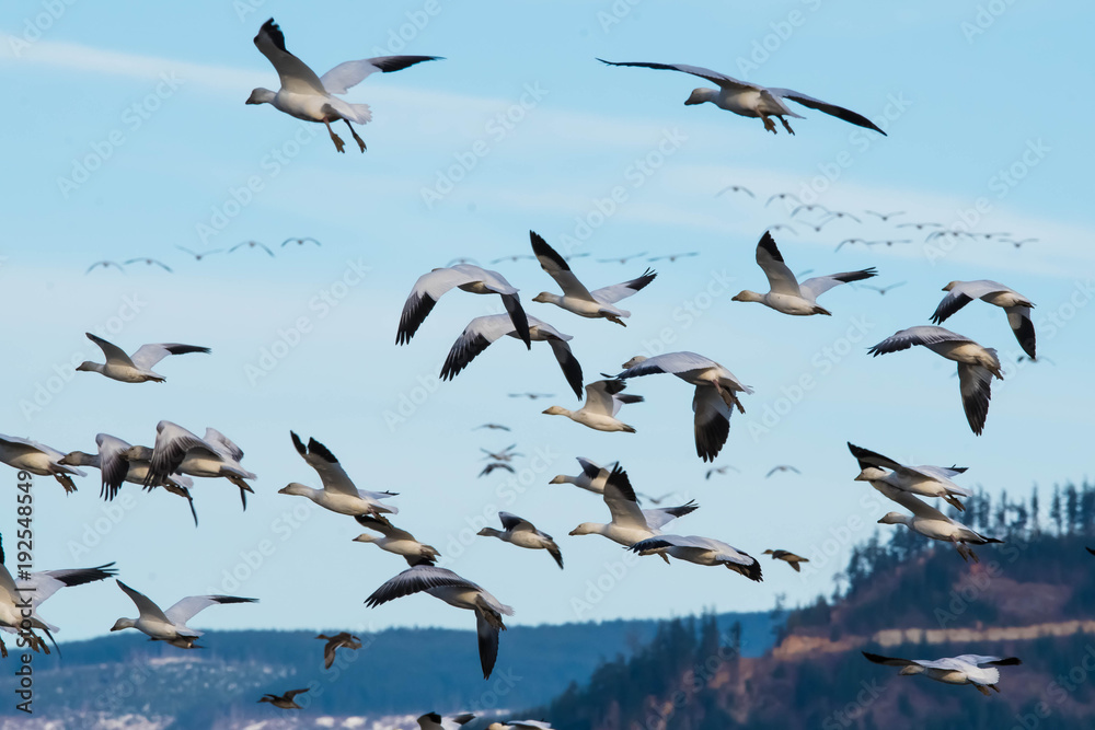 Fototapeta premium Snow Geese - Skagit Valley, WA