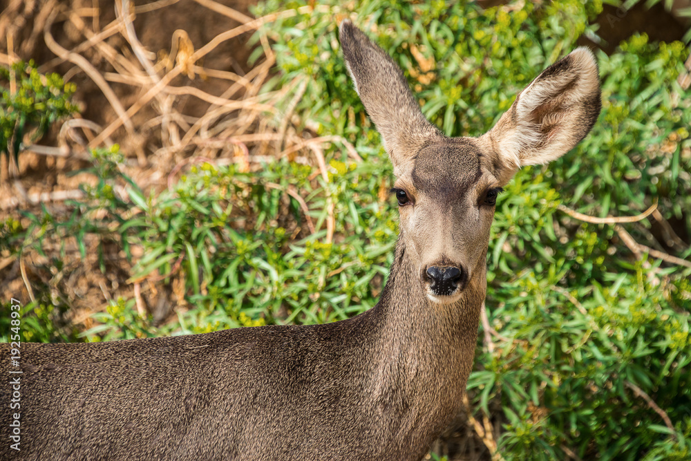 Fototapeta premium Deer