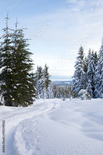 Snowy forest © Sharon