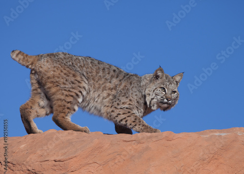 Bobcat crouched on top of a red rock ridge in the desert of Southern Utah with blue sky in the background