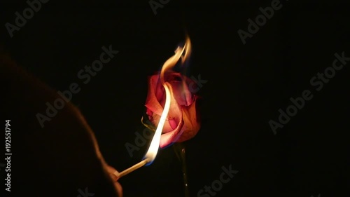 2330 Rose being Lit on Fire in Slow Motion photo