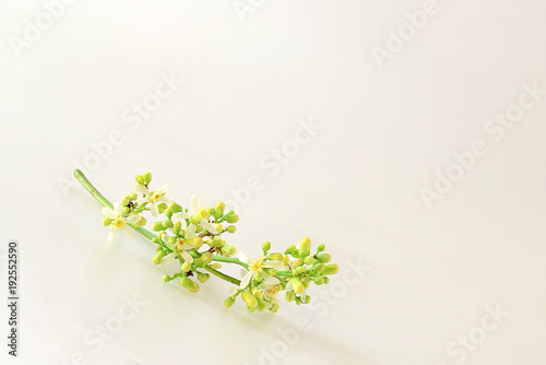 Neem flowers were placed on white background.