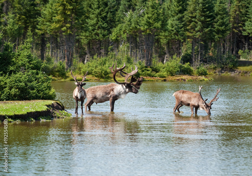 Woodland caribou in a natural setting photo