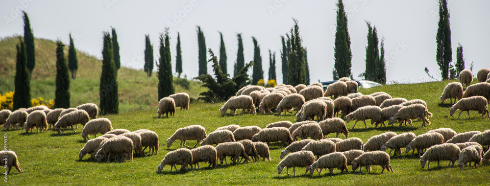 Obraz premium Owce toskańskie