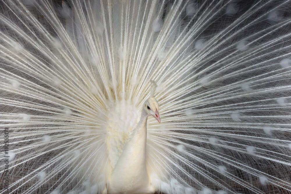Fototapeta premium White peacock spread tail-feathers.