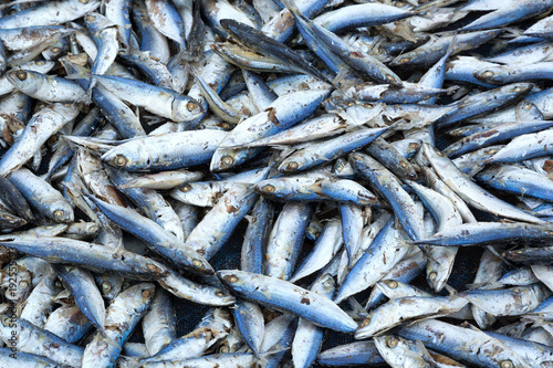 Fish drying in the sun.