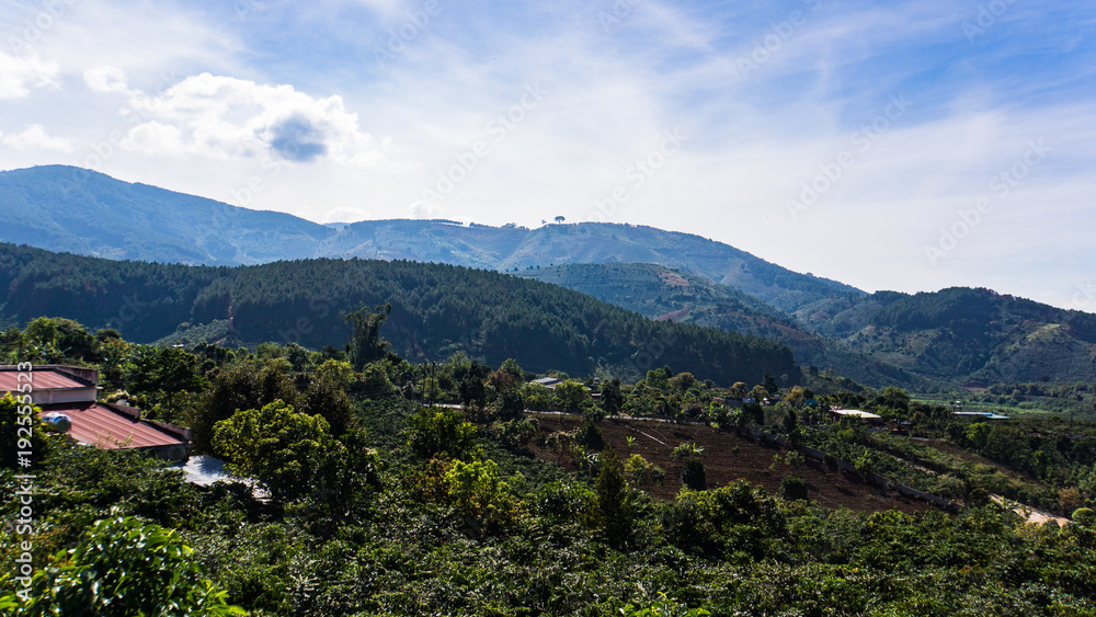 coffee bushes growing in the countryside outside Dalat, Vietnam 