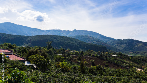 coffee bushes growing in the countryside outside Dalat, Vietnam 
