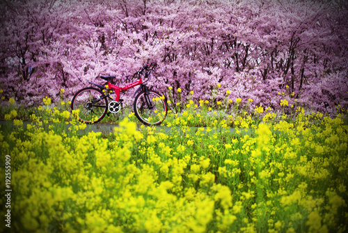 桜と菜の花と俺のランボルギーニ photo