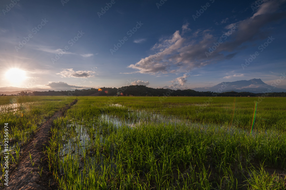 beautiful view of rice paddy field with Mount Kinabalu as Background at Sabah, Malaysia.