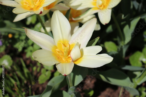 beautiful blooming tulips in the spring sun