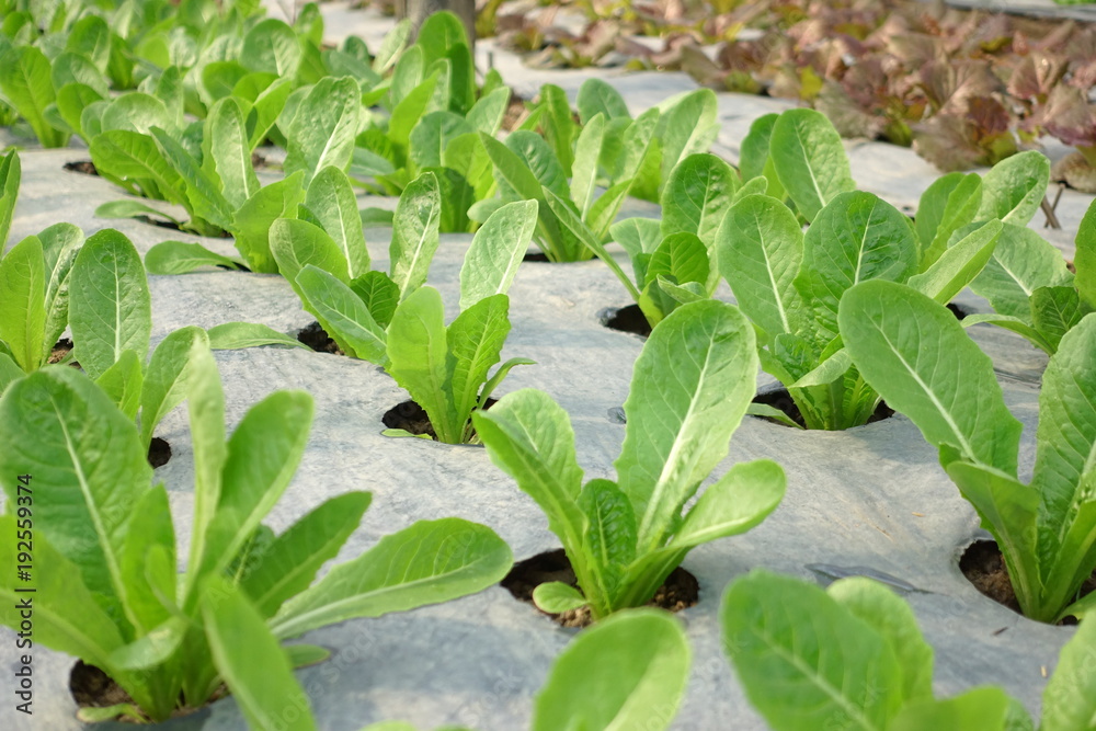 Obraz premium Growing organic vegetable farms for background