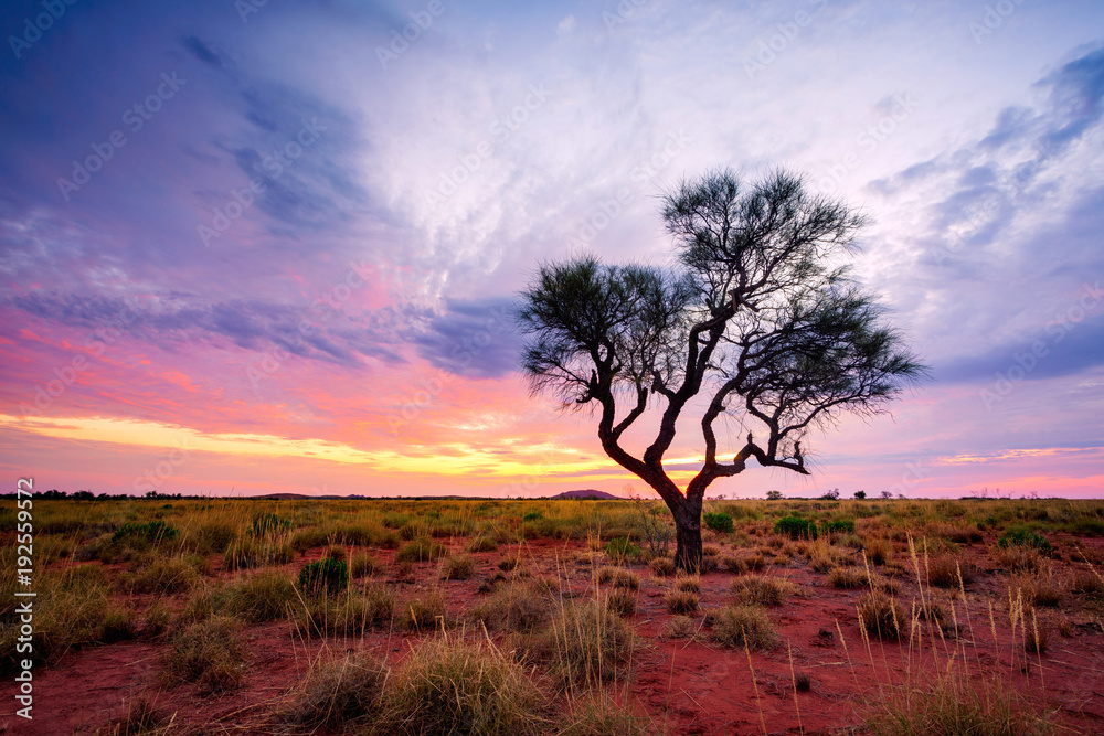 A Hakea tree stands alone in the Australian outback during sunset. Pilbara region, Western Australia, Australia.