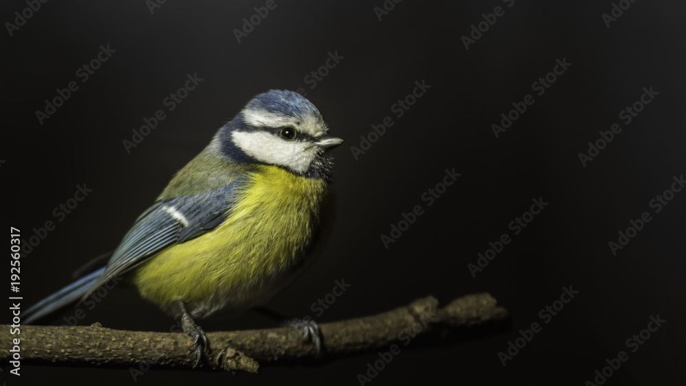 Fototapeta premium Mésange du Grésivaudan - Chartreuse - Isère.
