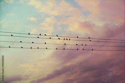Photography 31 swallows on the wires