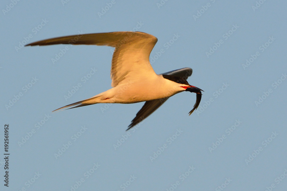 Obraz premium Common tern (Sterna hirundo)