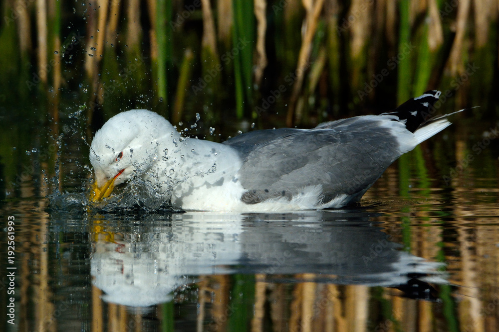 Fototapeta premium Caspian Gull (Larus cachinnans)